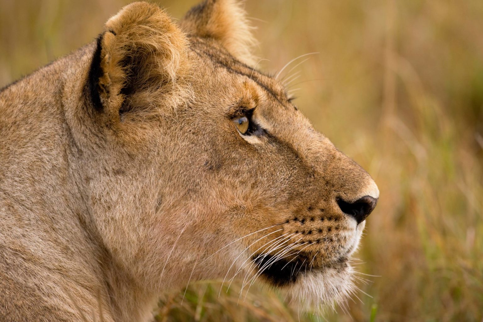 Web optimized-Original---scott_stulberg_lioness_kenya-400ko.jpg Web optimized-Original---scott_stulberg_lioness_kenya-400ko.jpg