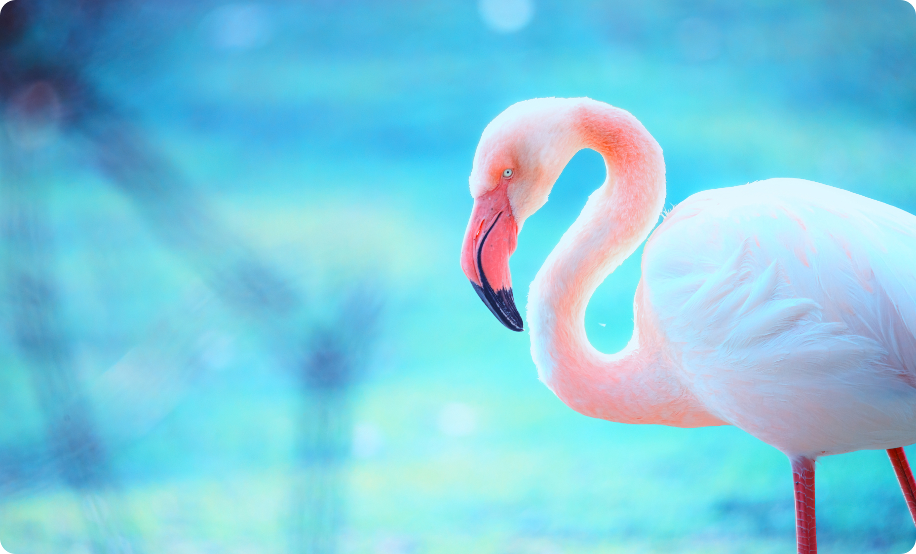 blue_flamingo@2x.jpg