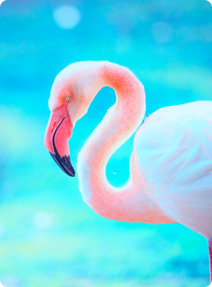 blue_flamingo_portrait@2x.jpg